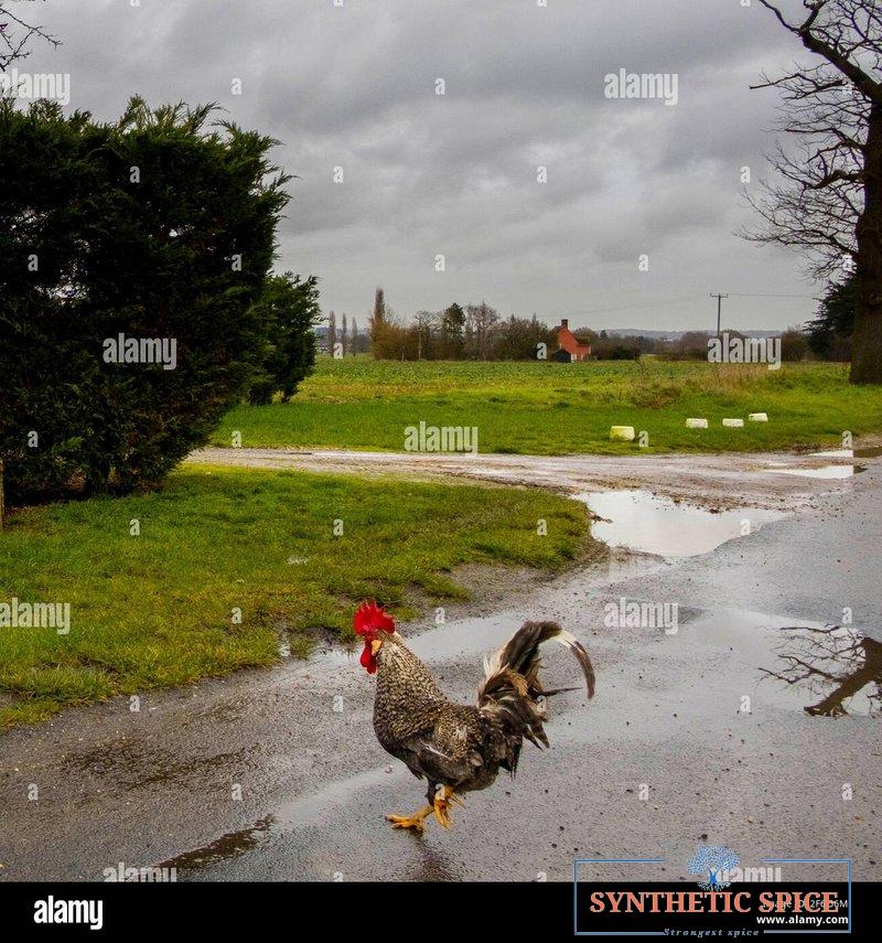 Fedezze fel eredeti chicken road 2