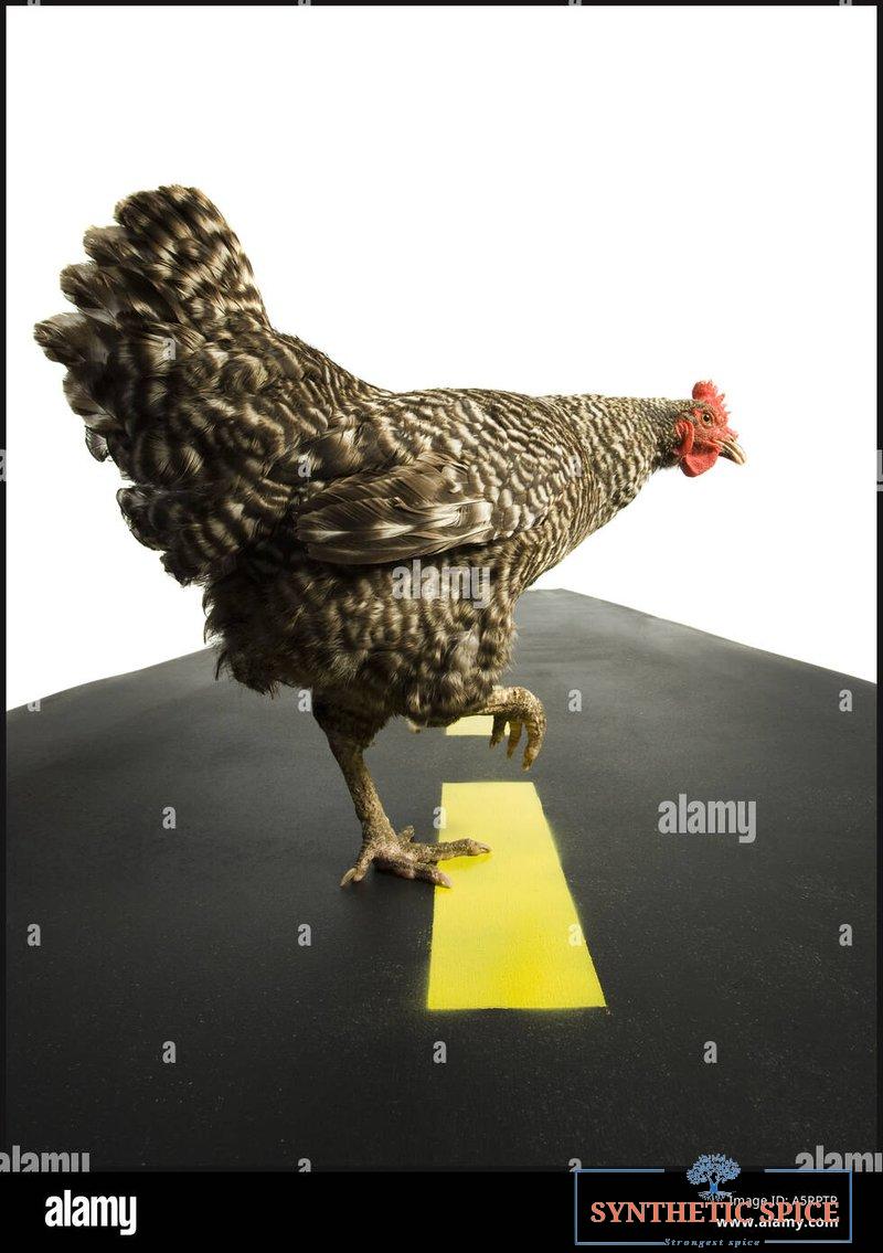 A look at chicken road game