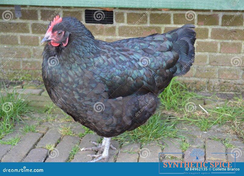 Chicken road demo - Spelers Verliezen Alles op De Populaire Gokkast 'Chicken Road' in Nederland