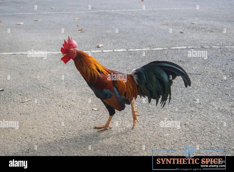 Chicken road españa, juego chicken road